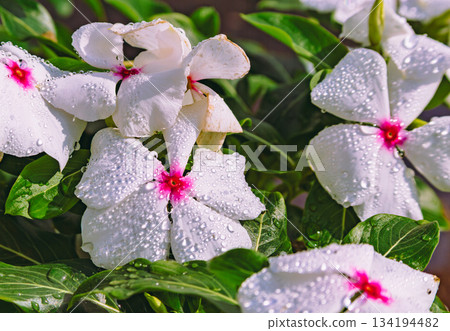 Akabori Kogiku Village Madagascar Periwinkle 26 Akabori Kogiku Village Madagascar Periwinkle 26 134194482