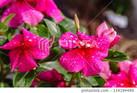 Akabori Kogiku Village Madagascar Periwinkle 33 134194489