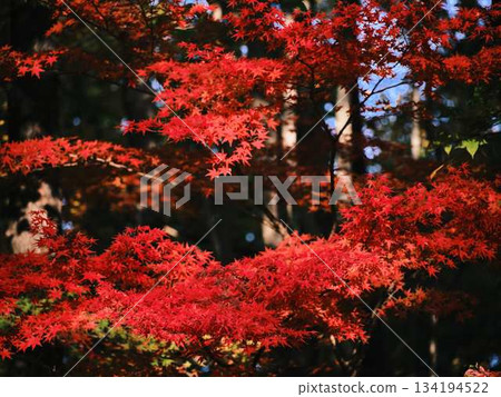 Kochi Prefecture Autumn leaves Kochi Prefecture Autumn leaves 134194522