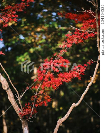 Kochi Prefecture Autumn leaves 134194523