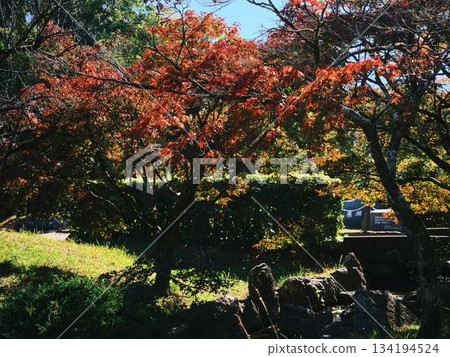 Kochi Prefecture Autumn leaves Kochi Prefecture Autumn leaves 134194524