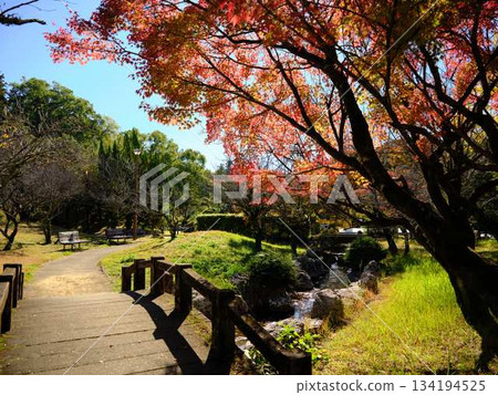 Kochi Prefecture Autumn leaves Kochi Prefecture Autumn leaves 134194525