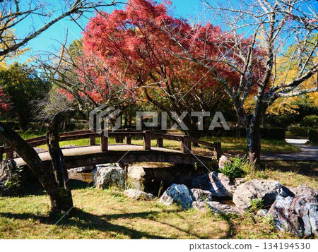 Kochi Prefecture Autumn leaves Kochi Prefecture Autumn leaves 134194530