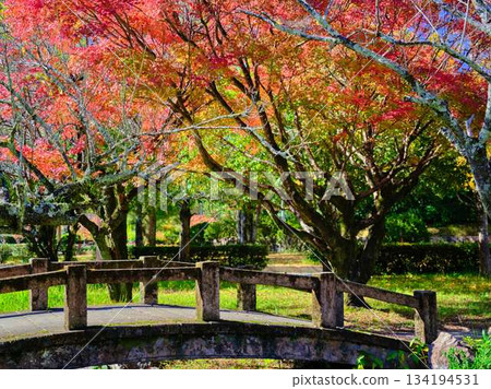 Kochi Prefecture Autumn leaves Kochi Prefecture Autumn leaves 134194531
