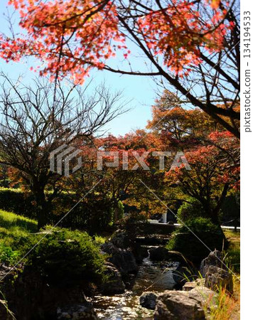 高知縣秋葉 高知縣秋葉 134194533