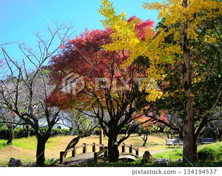 Kochi Prefecture Autumn leaves 134194537