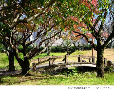 高知縣秋葉 134194539