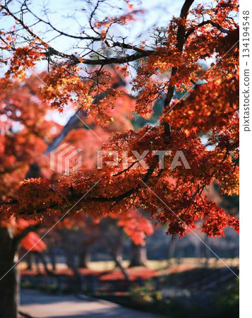 Kochi Prefecture Autumn leaves Kochi Prefecture Autumn leaves 134194548