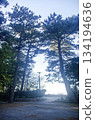 A large pine tree in Mihama Misaki Park 134194636