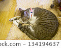 Cat cafe debut, nap, relaxation 134194637