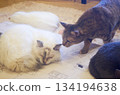 Cat cafe debut, nap, relaxation 134194638