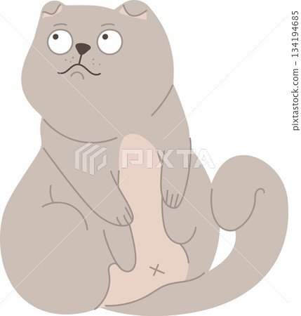 Sitting grey chubby cat Sitting grey chubby cat 134194685