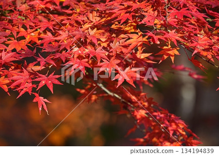 Bright red autumn leaves Bright red autumn leaves 134194839