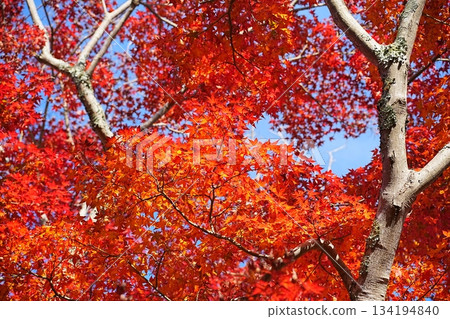 Autumn leaves fall Autumn leaves fall 134194840