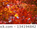 明亮的秋葉 134194842