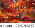 色彩繽紛的秋葉（第二部） 134194843