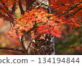 色彩繽紛的秋葉（第一部） 134194844