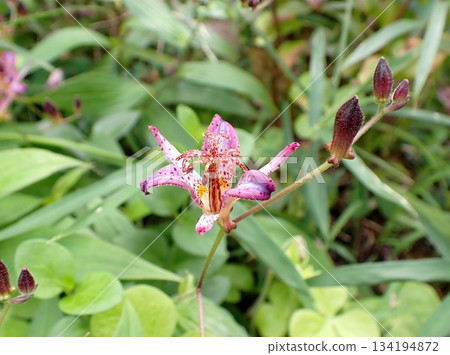 pink hototogisu flowers 134194872