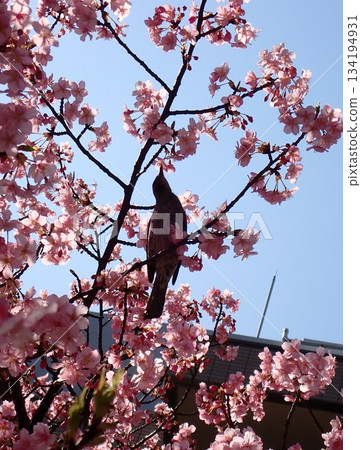 Kawazu cherry blossoms and the silhouette of a brown-eared bulbul Kawazu cherry blossoms and the silhouette of a brown-eared bulbul 134194931