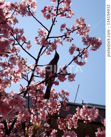 Kawazu cherry blossoms and the silhouette of a brown-eared bulbul Kawazu cherry blossoms and the silhouette of a brown-eared bulbul 134194932