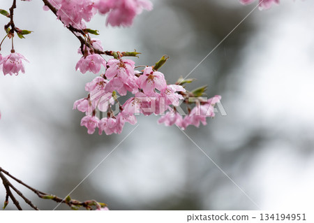 Close-up of beautiful cherry blossoms wet with spring rain 1 134194951