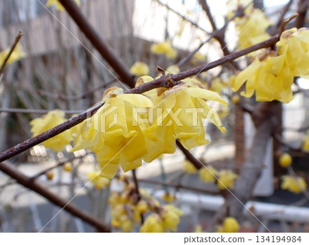 Wintersweet early spring Wintersweet early spring 134194984