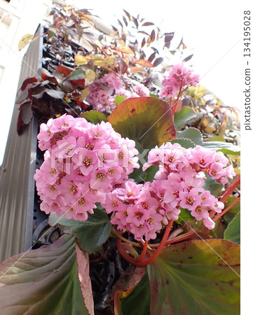 牆體綠化：喜馬拉雅雪鈴花 134195028