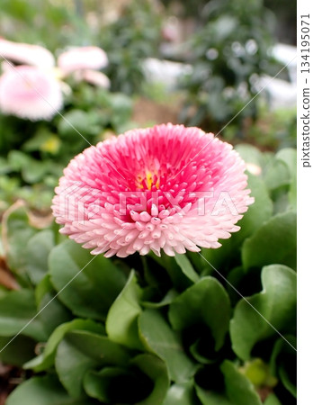 雛菊 雛菊 134195071