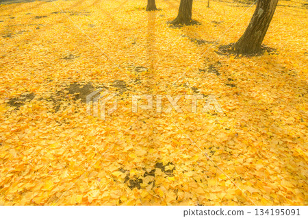 Ginkgo leaf carpet [Nagano Prefecture] 134195091