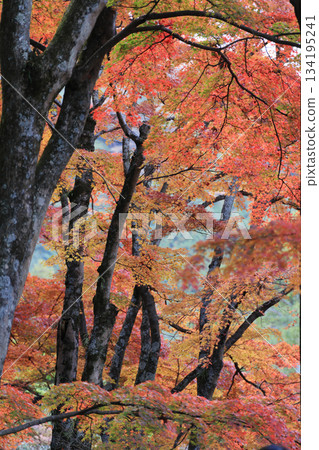 四國巡禮第88座寺廟-大久保寺正殿前的秋葉 四國巡禮第88座寺廟-大久保寺正殿前的秋葉 134195241