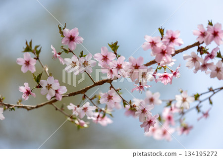 Cute Sakura Close-up 1 Cute Sakura Close-up 1 134195272