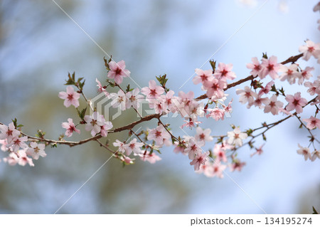 可愛櫻花特寫 3 134195274