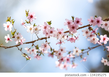可愛櫻花特寫 4 134195275