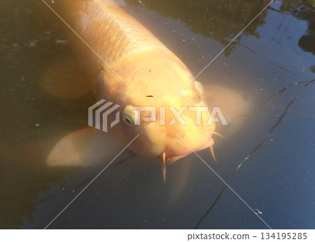 大綱金毘羅神社龍神池鯉魚 134195285