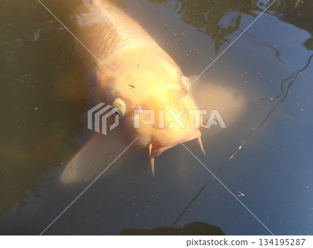 大綱金毘羅神社龍神池鯉魚 134195287