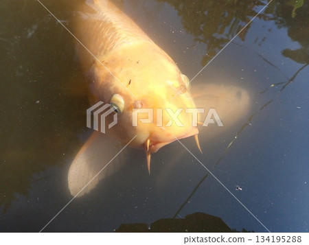 大綱金毘羅神社龍神池鯉魚 134195288