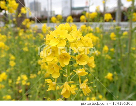 強姦開花 強姦開花 134195303