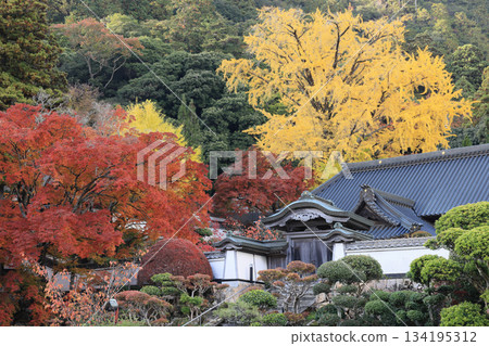秋日裡的大久保寺，四國巡禮的第88座寺院，以及它周圍的秋葉。 134195312