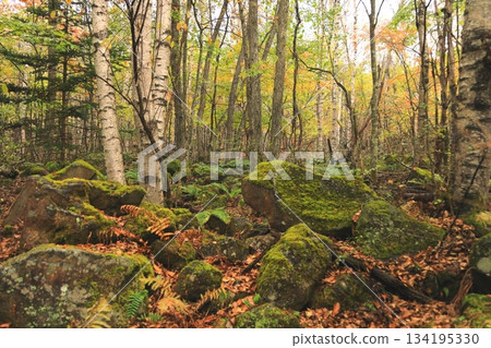 Yachiho Plateau Forest (Autumn) Yachiho Plateau Nature Park 134195330