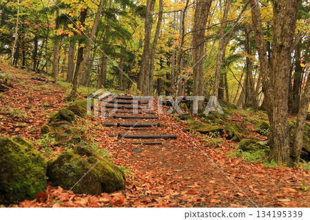 八千穗高原森林(秋季)八千穗高原自然公園 八千穗高原森林(秋季)八千穗高原自然公園 134195339