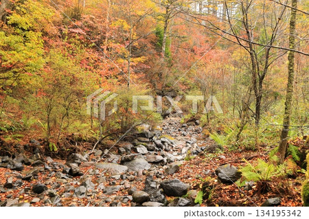Yachiho Plateau Forest (Autumn) Yachiho Plateau Nature Park Yachiho Plateau Forest (Autumn) Yachiho Plateau Nature Park 134195342