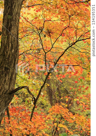 Yachiho Plateau Forest (Autumn) Yachiho Plateau Nature Park 134195351