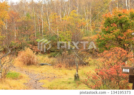 Yachiho Plateau Forest (Autumn) Yachiho Plateau Nature Park Yachiho Plateau Forest (Autumn) Yachiho Plateau Nature Park 134195373