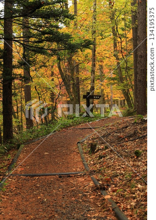八千穗高原森林(秋季)八千穗高原自然公園 八千穗高原森林(秋季)八千穗高原自然公園 134195375