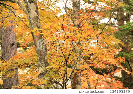 Yachiho Plateau Forest (Autumn) Yachiho Plateau Nature Park Yachiho Plateau Forest (Autumn) Yachiho Plateau Nature Park 134195379