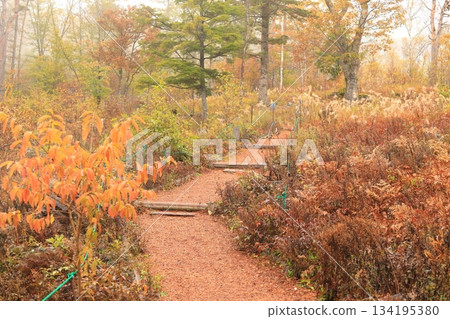 八千穗高原森林（秋季）八千穗高原自然公園 134195380