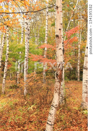 Yachiho Plateau Forest (Autumn) Yachiho Plateau Nature Park Yachiho Plateau Forest (Autumn) Yachiho Plateau Nature Park 134195382