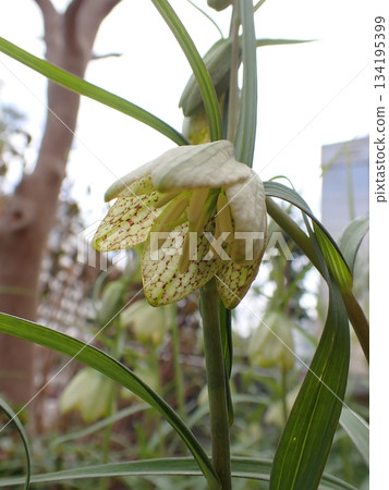 Amigasa lily Amigasa lily 134195399