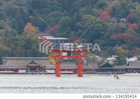 從宮島海岸眺望嚴島神社宏偉的鳥居 134195414