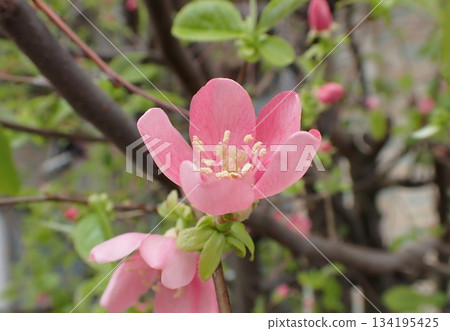 卡琳的花 卡琳的花 134195425